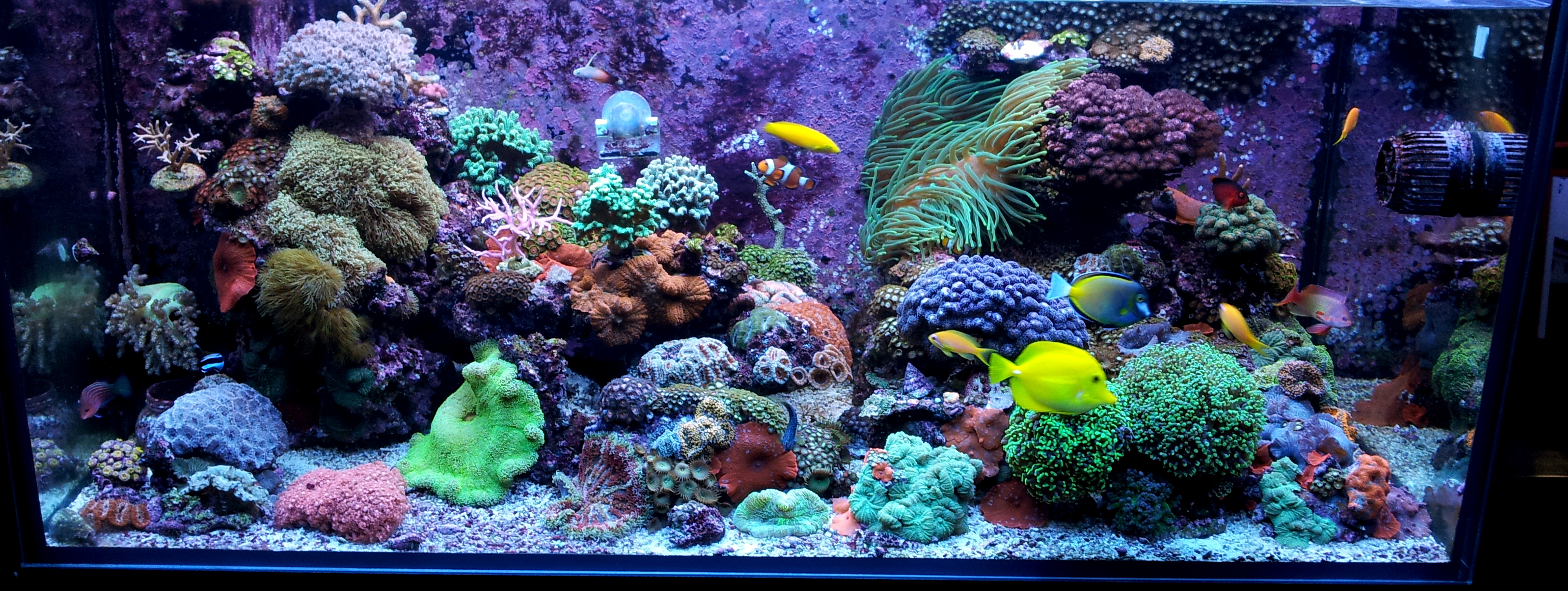 Reef Wide 2012 Feature Image