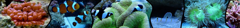 ReefCentral